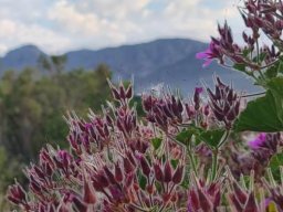 Pelargonium cucullatum old flowers internalising activity